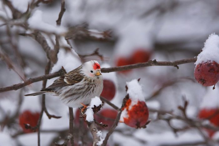 Leucistic redpoll bird