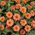 How All-America Selections Designs New Plants