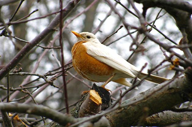 leucistic robin