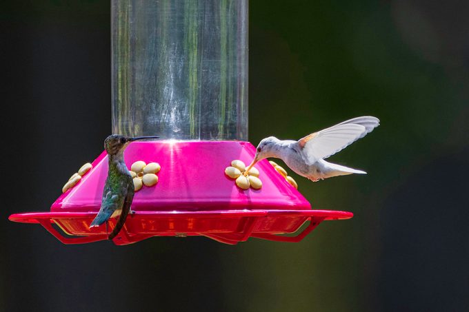 albino hummingbird