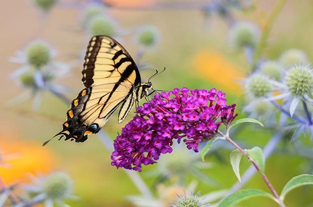 swallowtail butterfly
