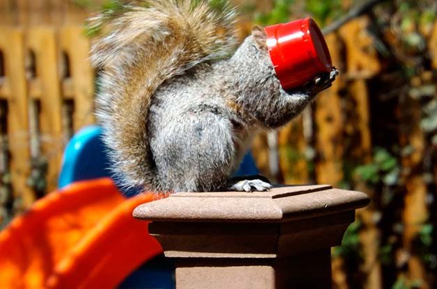 funny squirrel pictures