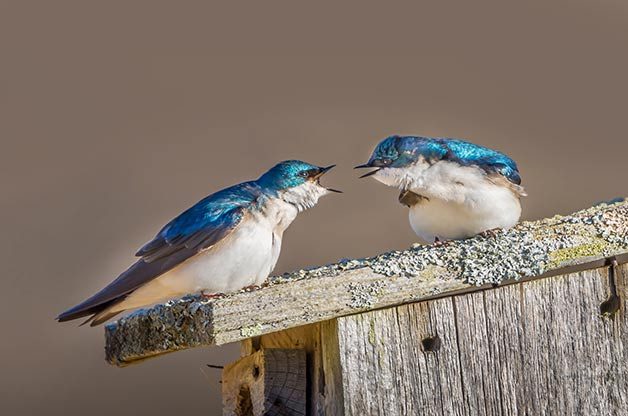 tree swallows
