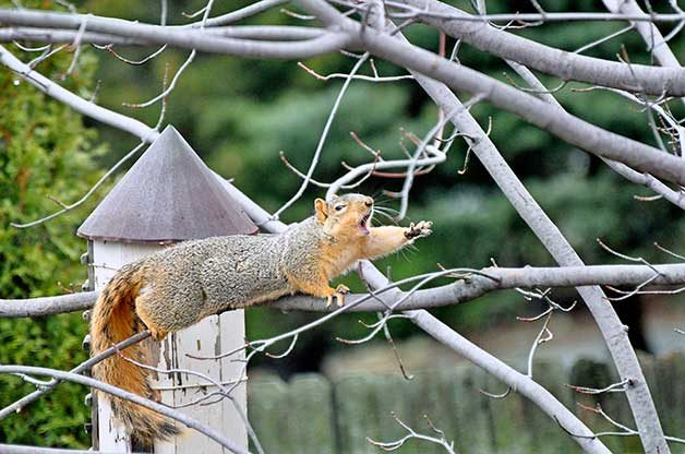 squirrel