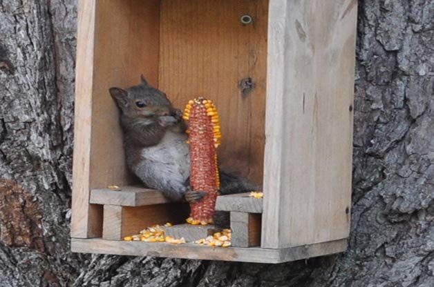 2Squirrel_BetsyChamberlain