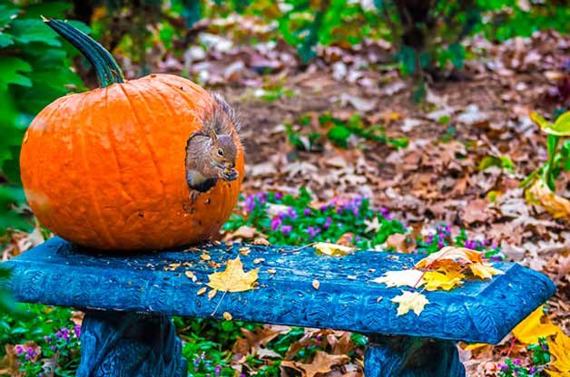 squirrel in pumpkin