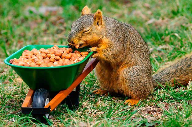 squirrel