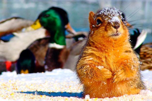 funny squirrel pictures