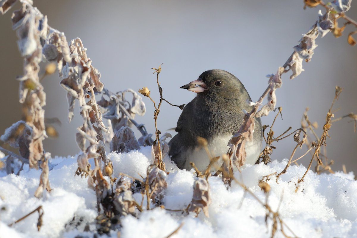 what do dark eyed juncos eat