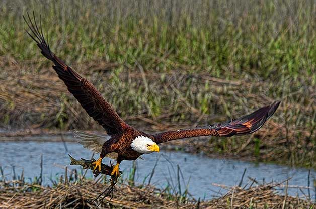 bald eagle facts