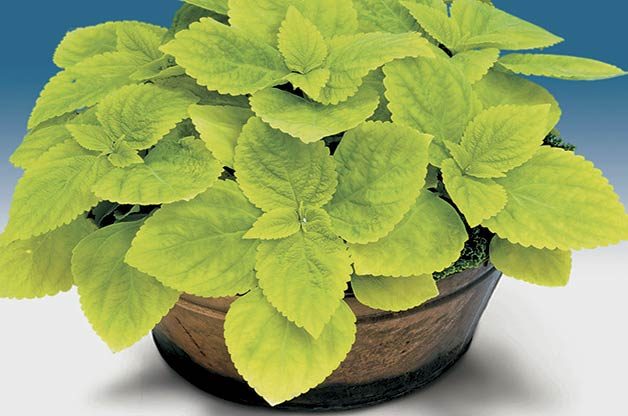 coleus varieties
