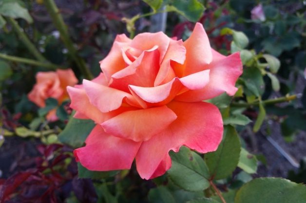 Tuscan Sun Rose