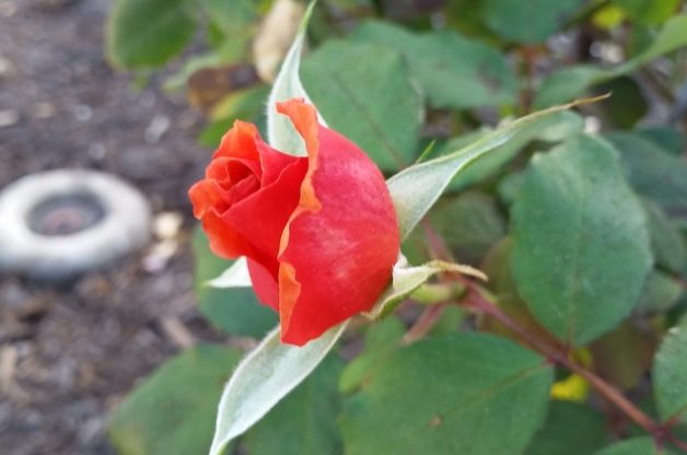 Tuscan Sun Rose
