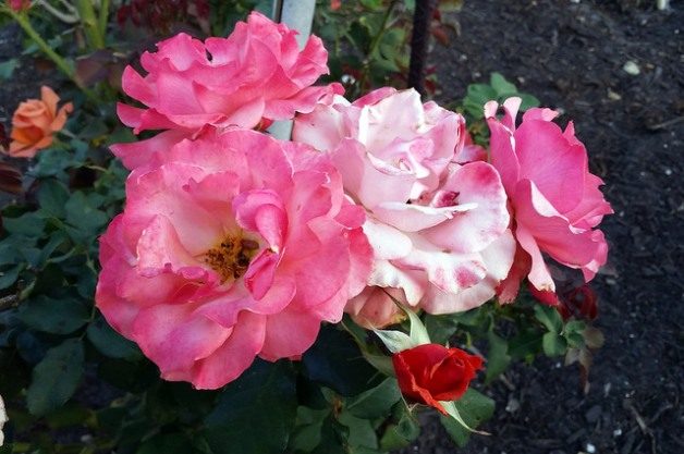 Tuscan Sun Rose