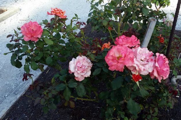 Tuscan Sun Rose