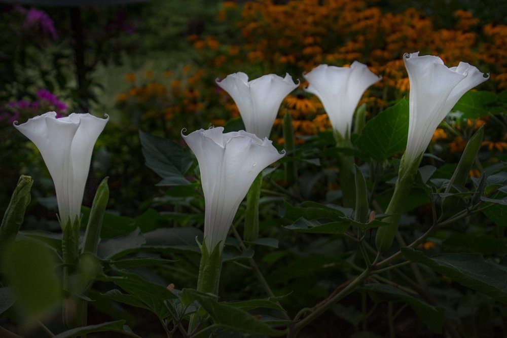 moonflower at night