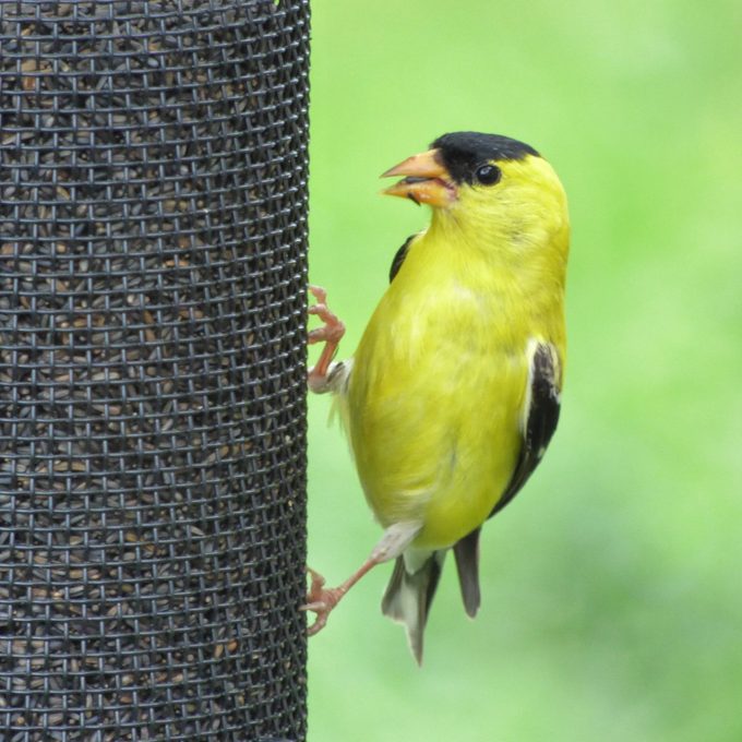 goldfinch eating nyjer seed