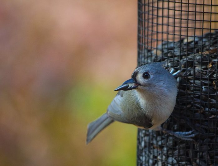 titmouse eating sunflower seed for birds