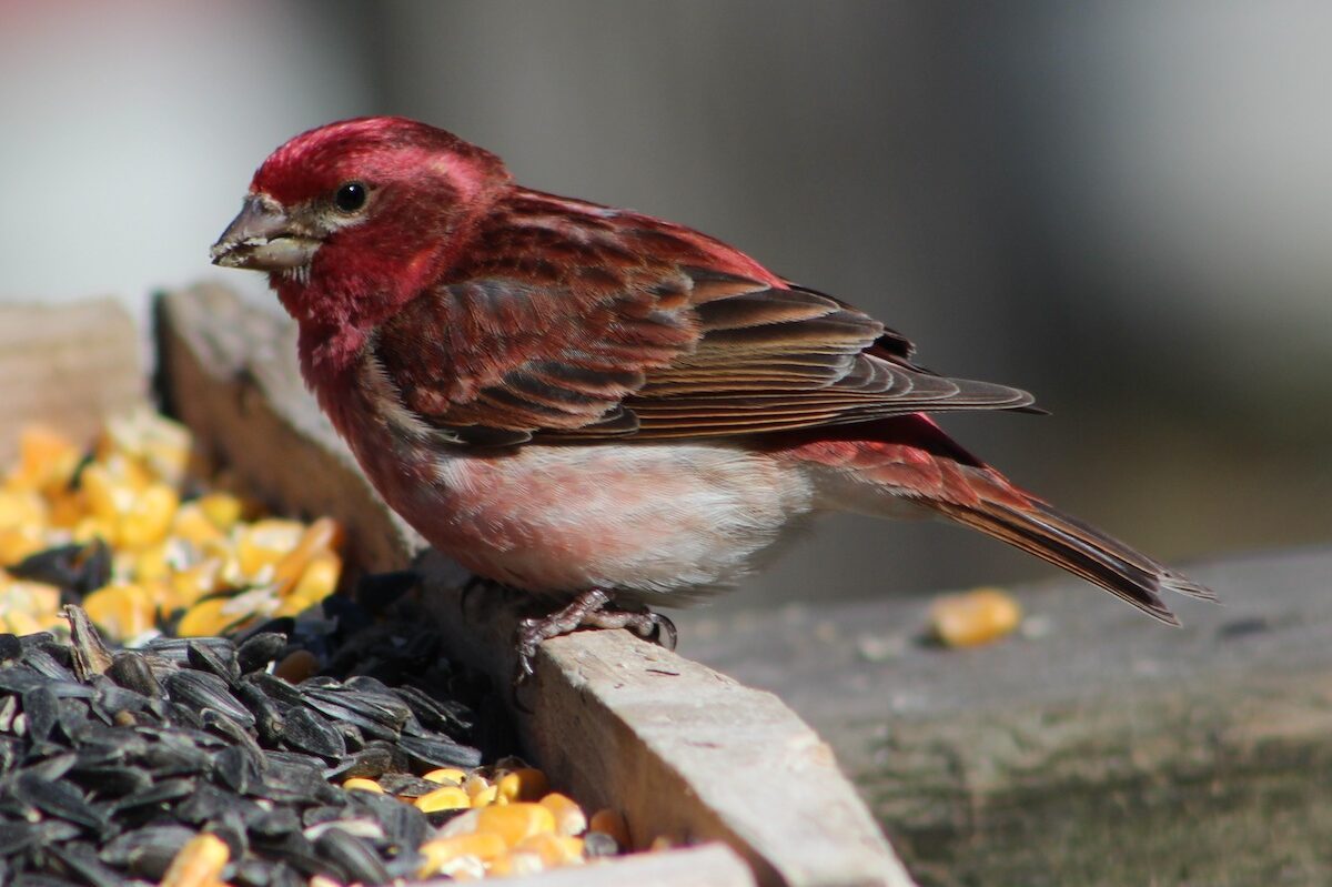 types of finches purple finch at a tray feeder