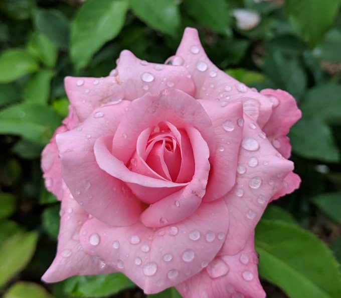 how to grow roses
