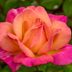 20 Pretty Pictures of Roses From Home Gardeners