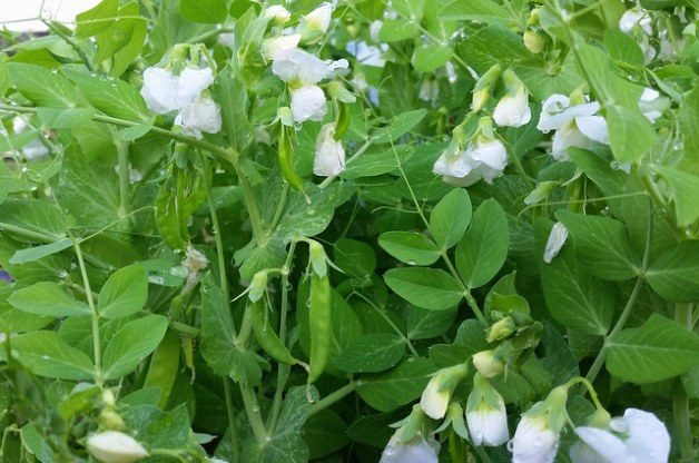 Direct Sow Seeds