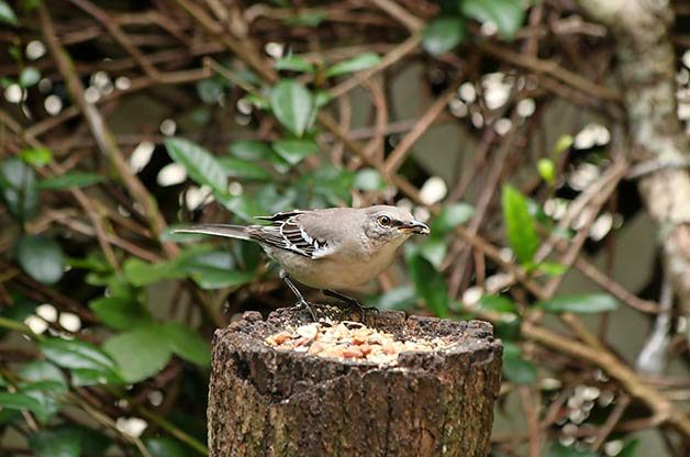 what do mockingbirds eat
