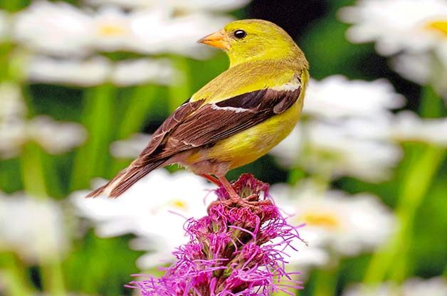 goldfinch on liatris