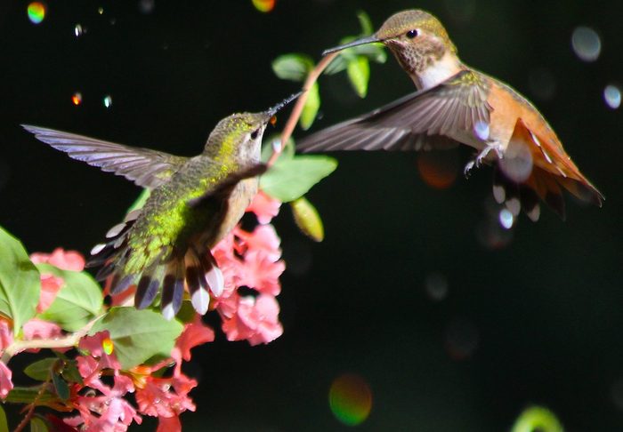 hummingbirds fighting