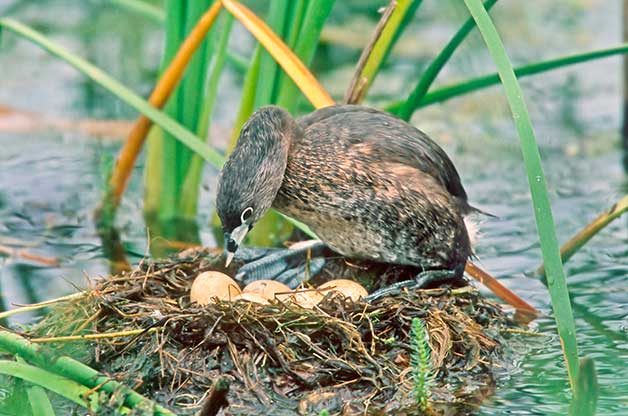 types of bird nests
