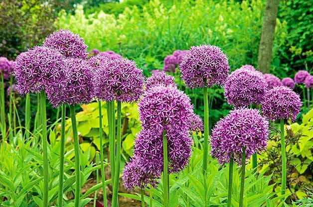 allium flowers