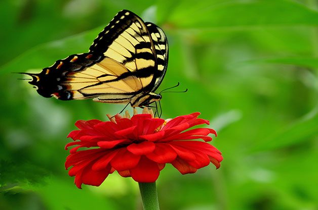 swallowtail