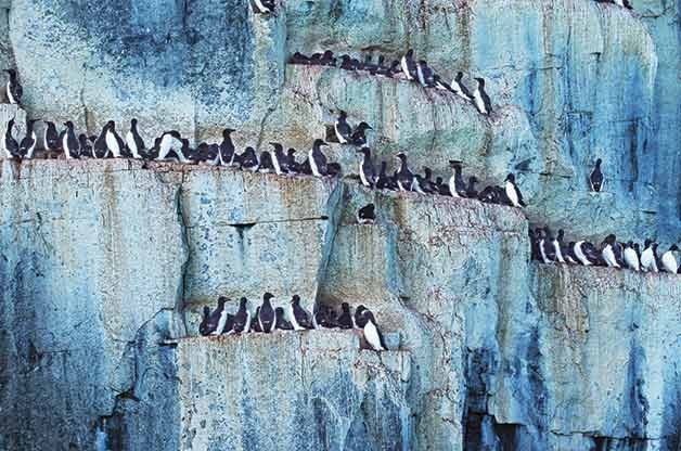types of bird nests