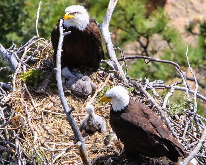 bald eagle nest