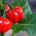 10 Best Peppers to Grow in Your Veggie Garden