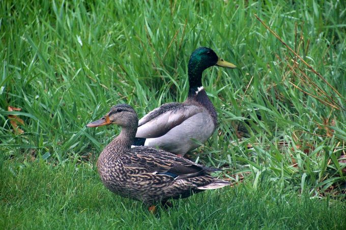 what to feed ducks