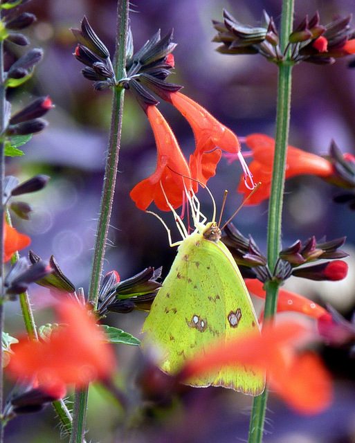 Cloudless Sulphur