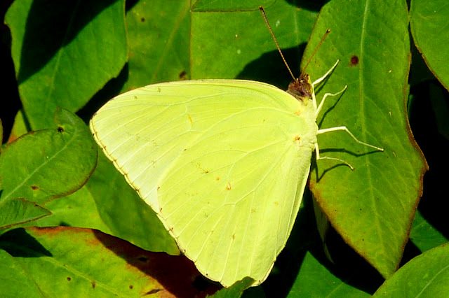 Cloudless Sulphur