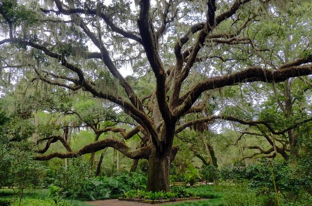 National Flower Bird Tree