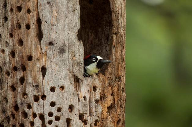 acorn Woodpecker