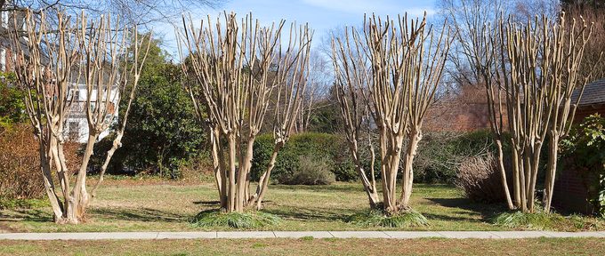 Spring Pruned Crepe Myrtle Trees
