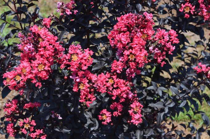 Midnightmagiccrapemyrtle Baileynurseries