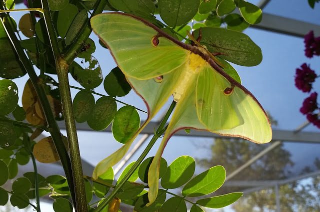 Silk Moth Actias Luna