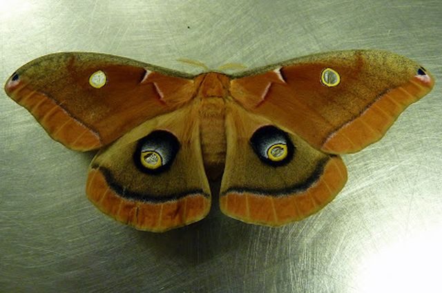 Silk Moth Polyphemus
