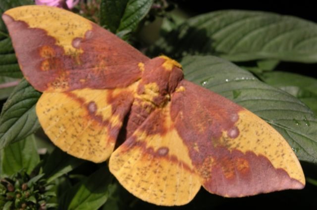 Silk Moths Imperial Moth Kristen Gilpin