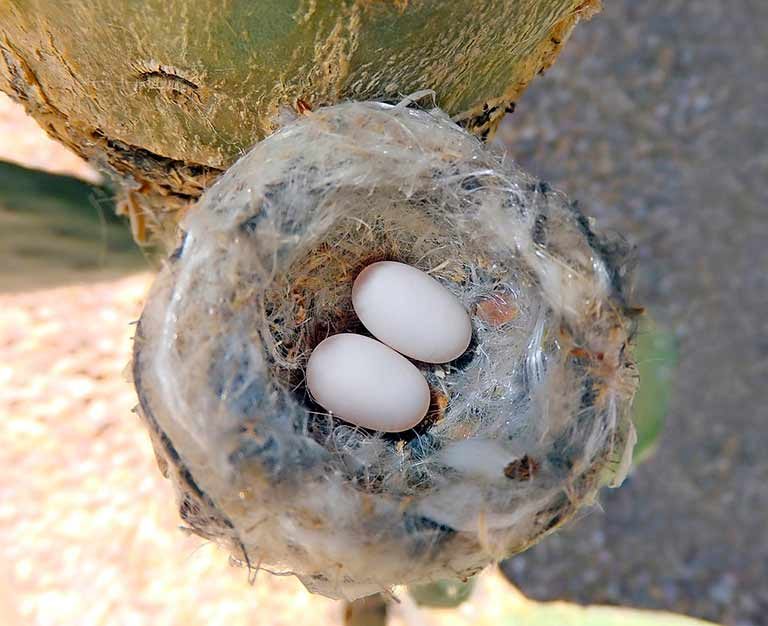 Hummingbird nest