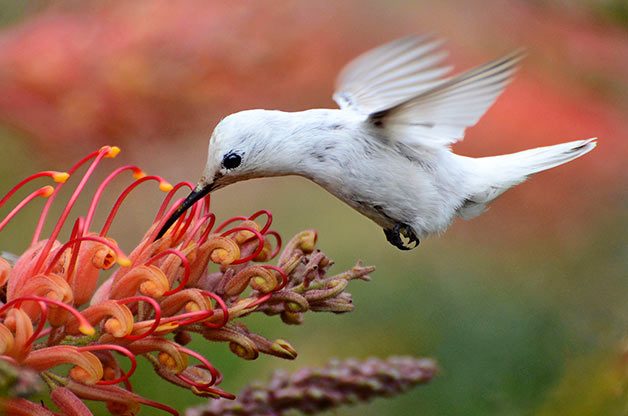 leucistic Anna's hummingbird