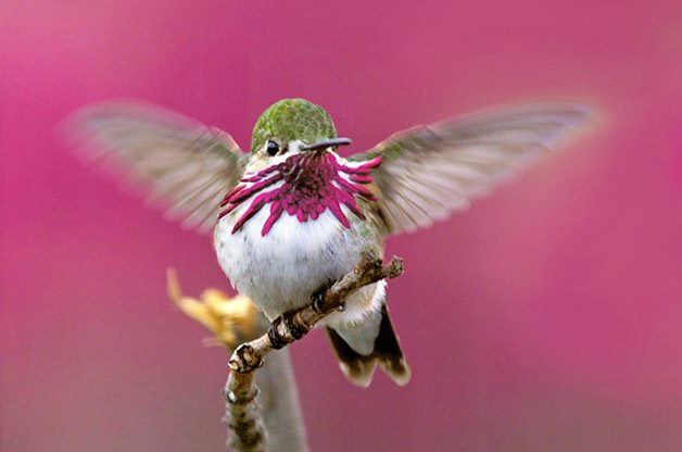 hummingbird wings