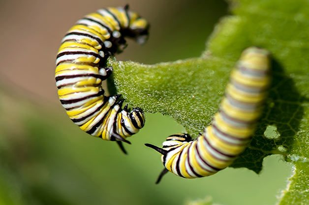 Monarch caterpillars