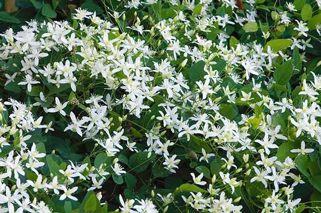 sweet autumn clematis